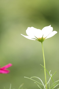 早咲きコスモス