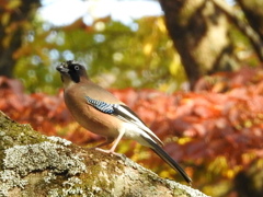 紅葉の森で出会えたカケス