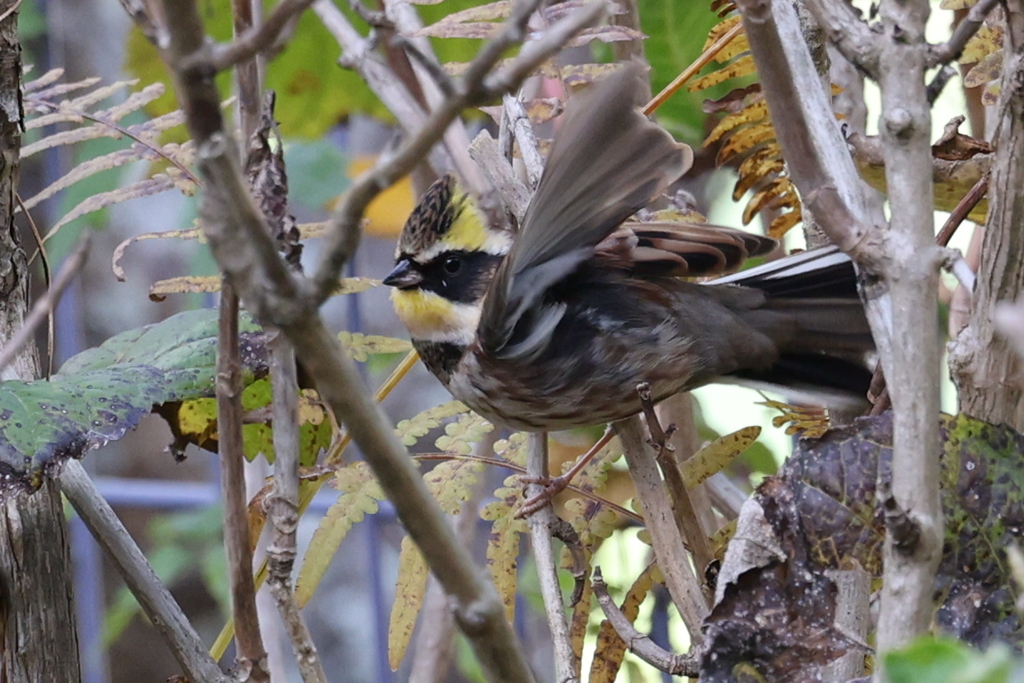 ミヤマホオジロ