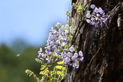 老木に巻き付くヤマフジ