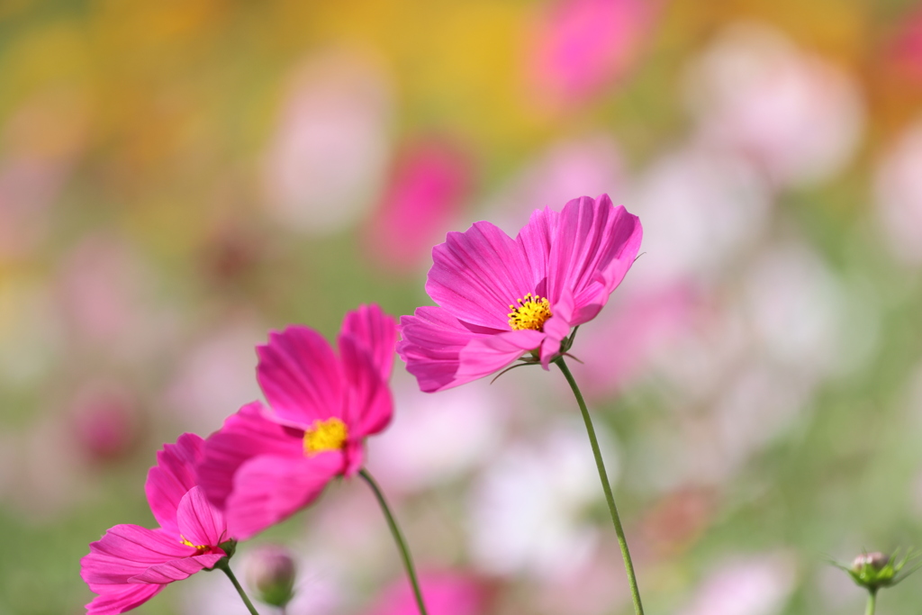秋桜