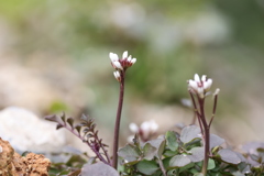 小さな雑草