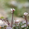 小さな雑草