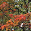 山の秋