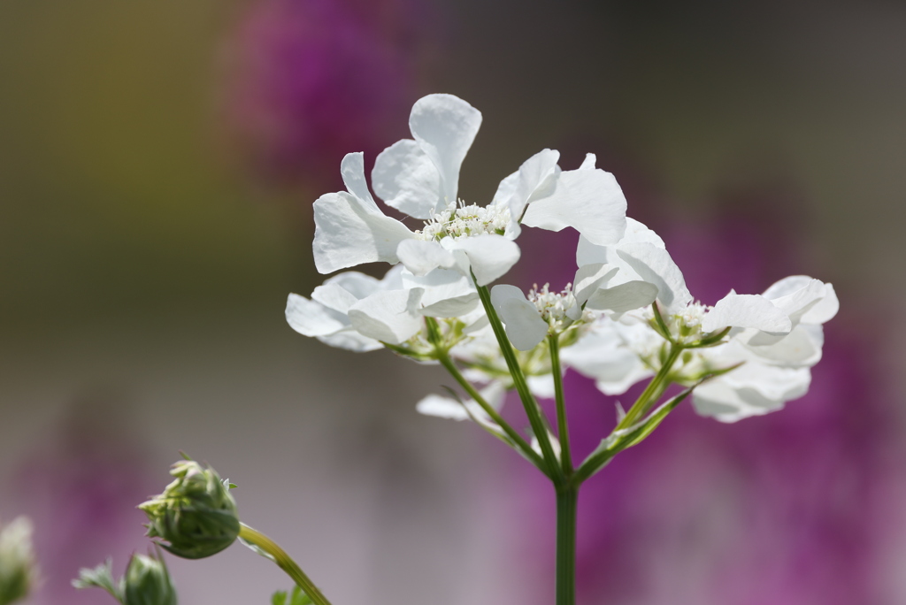 清楚な花