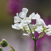 清楚な花