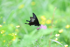 カラスアゲハ