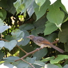ヒヨドリ幼鳥