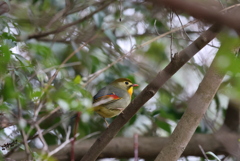 相思鳥