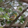 相思鳥