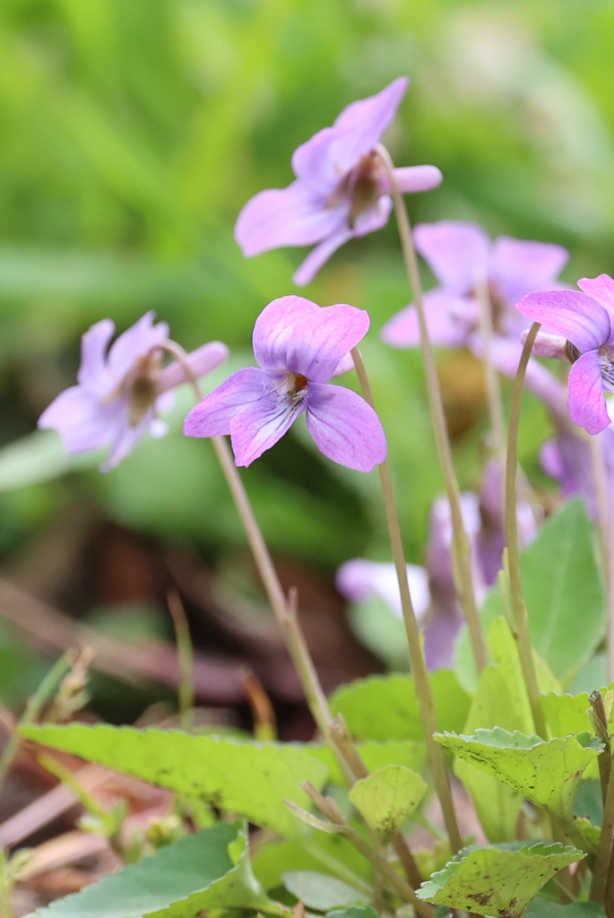 身近な小さな花