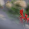 カンカンカンナの花咲けば…♪