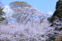 満開の桜Ⅰ