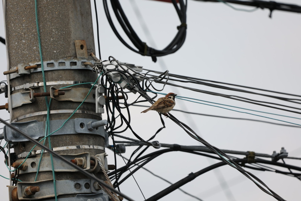 電柱の悲鳴と雀