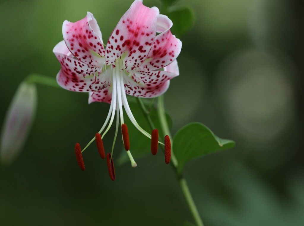 華麗