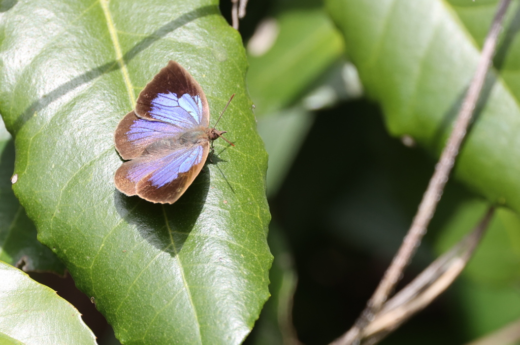 ムラサキシジミ