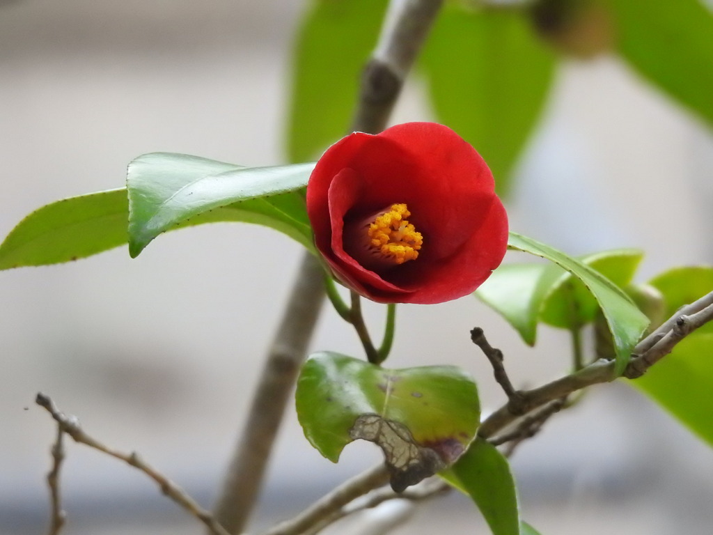 此の色に魅せられて