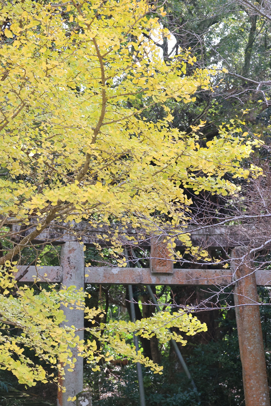 古い鳥居と大木の公孫樹