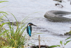 久しぶりのカワ君