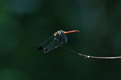 蜻蛉