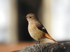 麗しきジョビ嬢