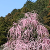 豪華絢爛