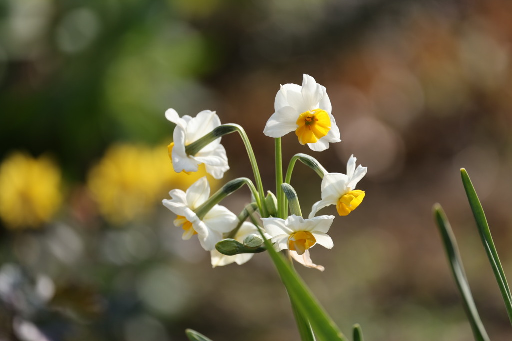 遅ればせながらの 水仙の花