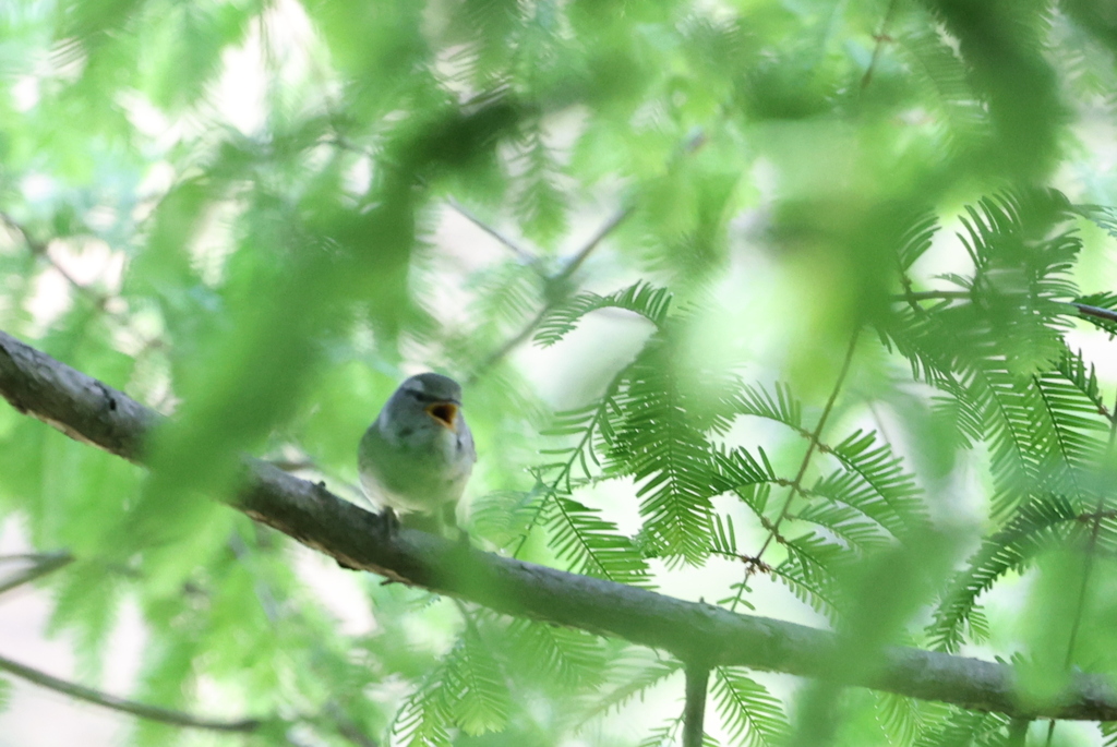 鶯　幼鳥