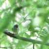 鶯　幼鳥