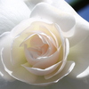 白い薔薇