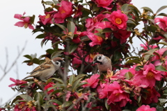 雀と山茶花