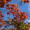 紅葉狩り