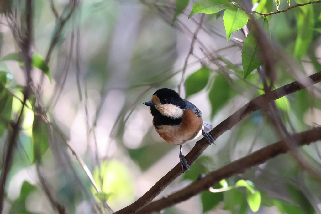 キュートなヤマちゃん