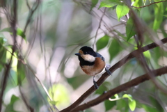 キュートなヤマちゃん