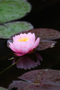 睡蓮の花