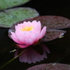 睡蓮の花