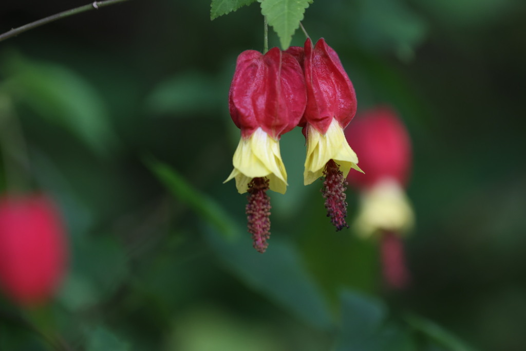 浮釣木（ウキツリボク）