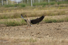 マガンの飛来①