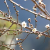 開花
