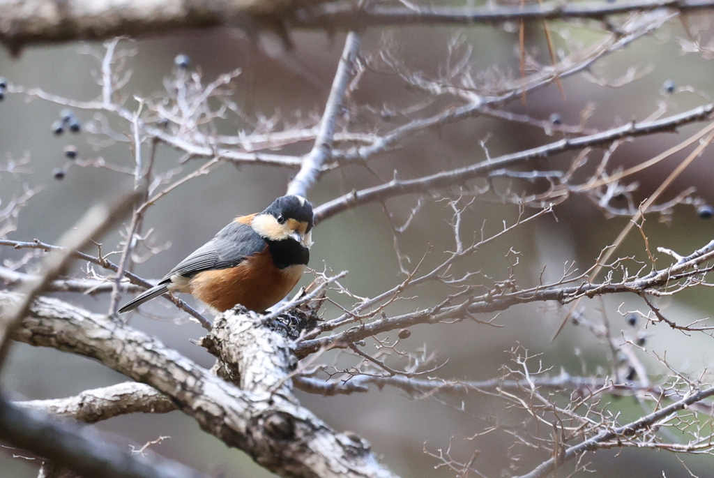 見つめるヤマちゃん