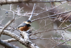見つめるヤマちゃん