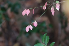 ピンク色の葉