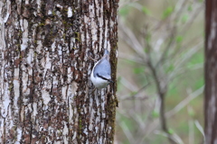 初遠征　野鳥シリーズ②