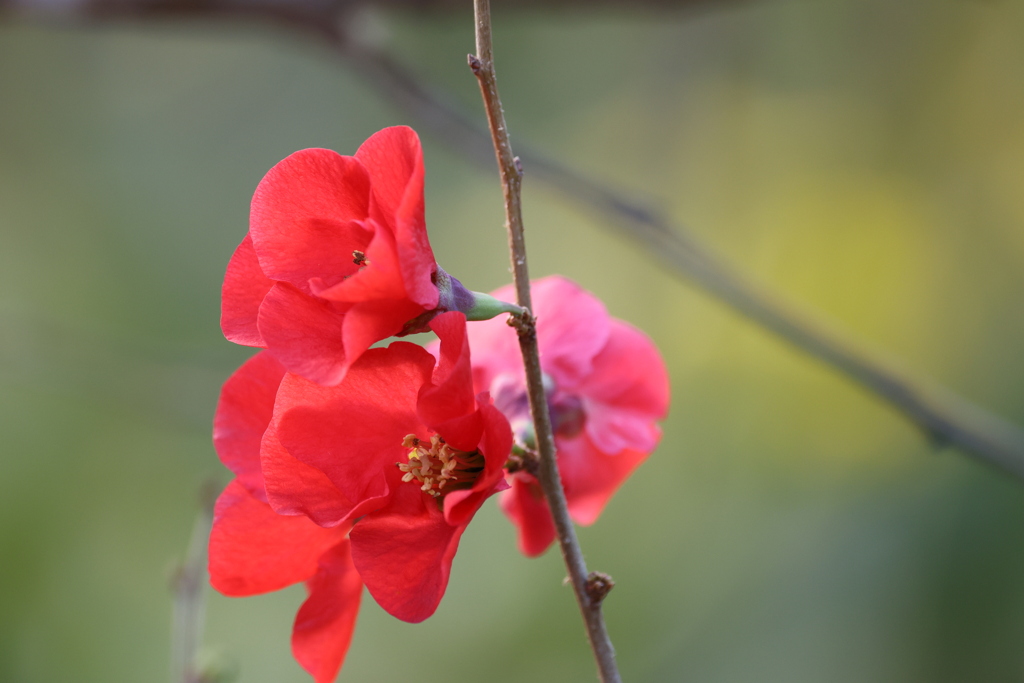 「妖精の輝き」
