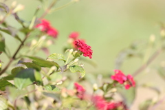 ランタナレッド