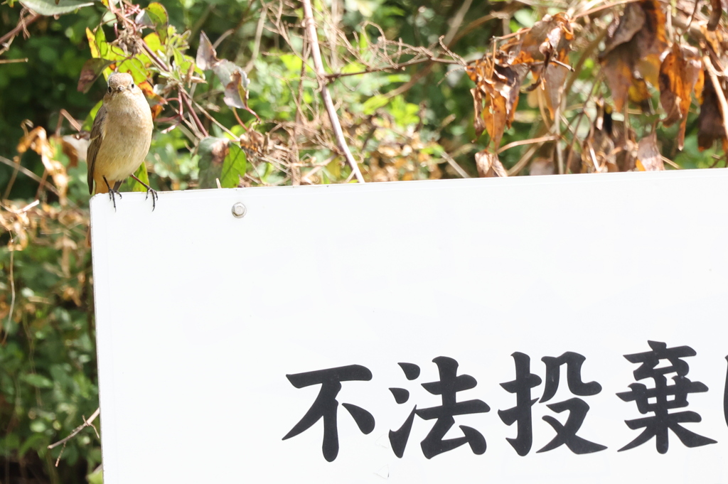 見張りをするジョビ子さん