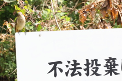 見張りをするジョビ子さん