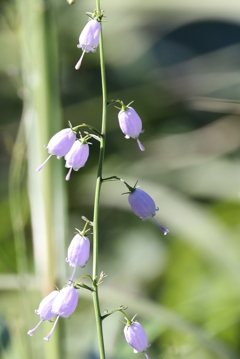 控えめに咲く花