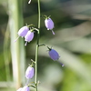控えめに咲く花