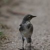 ハクセキレイ幼鳥①